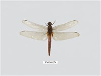 藏品(鼎脈蜻蜓)的圖片